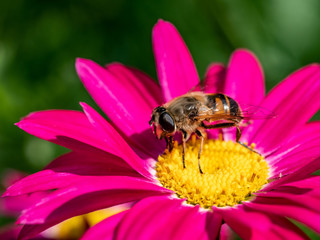 Close-up detail of a honey bee apis collecting pollen on  flower in garden