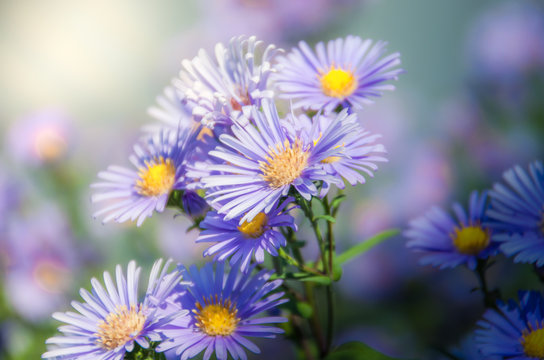 Purple daisy flowers in graden
