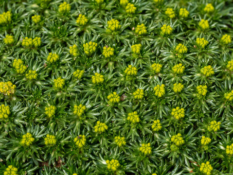 Macro photo of Cushion Bolax (Azorella trifurcata ,Nana)  plants in the family Apiaceae.