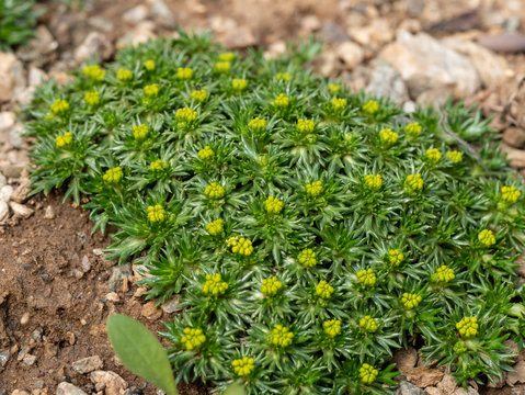 Macro photo of Cushion Bolax (Azorella trifurcata ,Nana)  plants in the family Apiaceae.