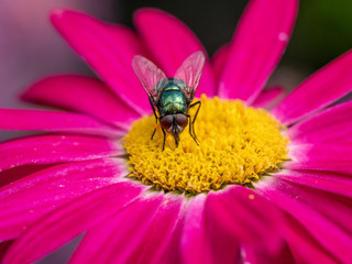 House fly on  plant flowers collecting nectar.Macro photo