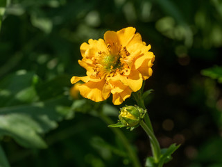 Close up of a dwarf yellow  avens flower ( Geum coccineum). Shallow depth of field