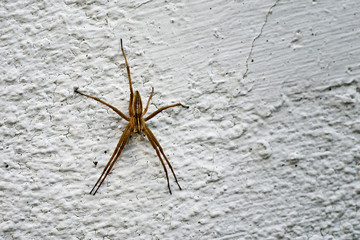 Winkelspinne an Hausfassade wartet auf Beute