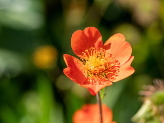 Close up of a dwarf orange avens flower ( Geum coccineum). Shallow depth of field