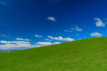 Green hills with sheep and blue sky, New Zealand