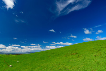 Green hills with sheep and blue sky, New Zealand