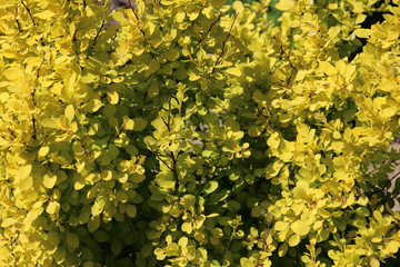 Ornamental shrubs Berberis thunbergii Aurea,