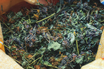 Bag with collection of dry herbs such as St. John's Wort, Matryoshka, currant leaves, mint, lemon balm