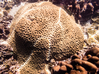 corallo cervello © Sergio