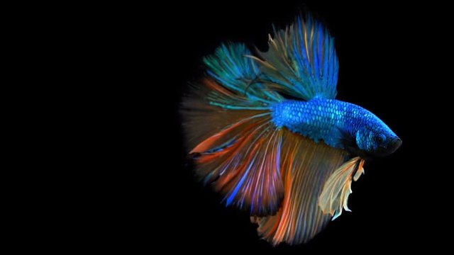 The colorful Siamese Half Moon Fighting Fish Betta Splendens, also known as Thai Fighting Fish or betta