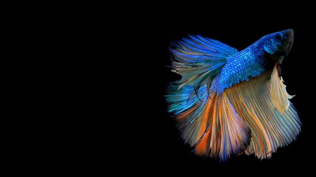 The colorful Siamese Half Moon Fighting Fish Betta Splendens, also known as Thai Fighting Fish or betta