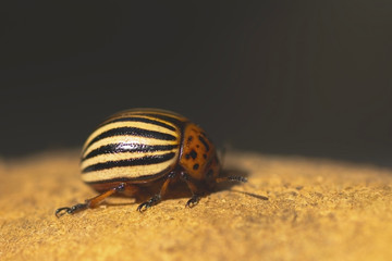 Colorado Potato Beetle crop pest