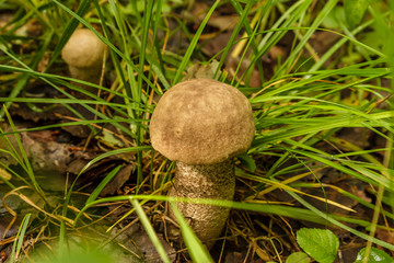  Birch bolete (Leccinum scabrum ) growing in the forest