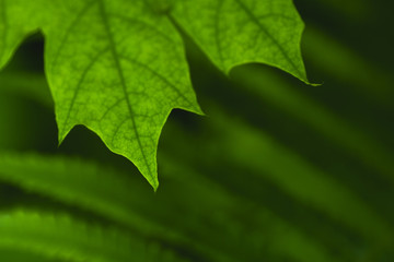 Beautiful floral background of green foliage leaves natural floral background of fern in sunlight.