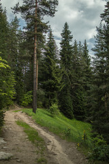 Green spring landscape