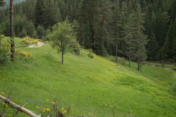 Green spring landscape