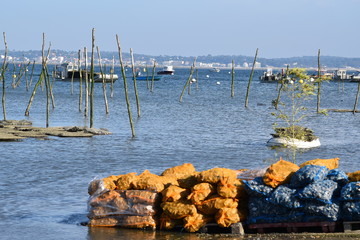 Cap ferret