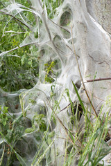 Ein von Gespinstmotten oder Knospenmotten gewobenes Netz