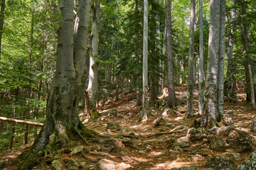 Deciduous forest with big trees