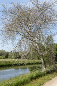 Ein von Gespinstmotten befallener Baum