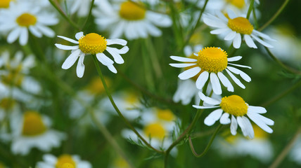 chamomile flowers in herbal garden