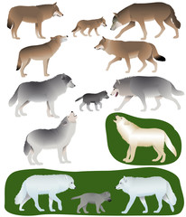 Collection of different species of wolves and wolf-cubs
