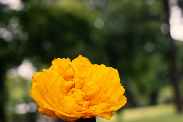 In the park