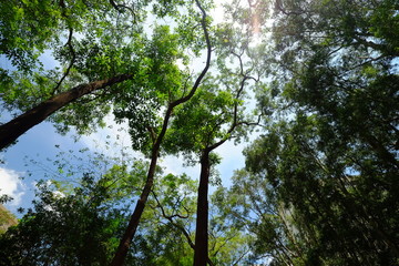 Tree sku and the sun light