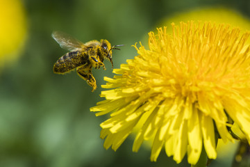 Bee covdered in pollen approaching a Dandelion flower