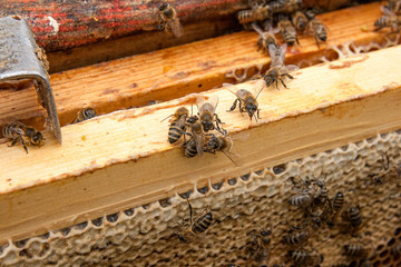 Close up view of the bees swarming on a honeycomb..