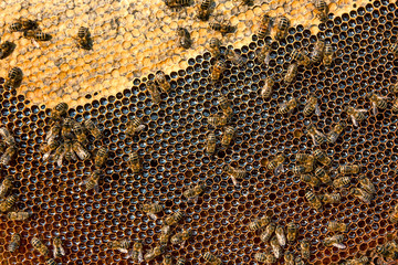 View of the working bees on the honeycomb with sweet honey.