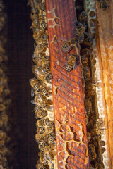 Close up view of the bees swarming on a honeycomb.