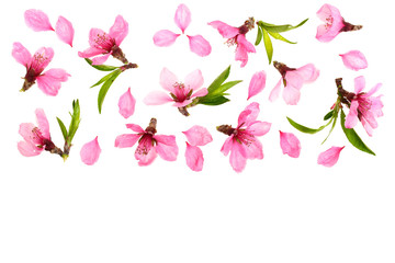 Cherry blossom, sakura flowers isolated on white background with copy space for your text. Top view. Flat lay pattern