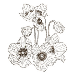 Anemone flower vector drawing bouquet. Isolated wild plant and leaves. Herbal engraved style illustration. Detailed botanical sketch. Flower concept. Botanical concept.