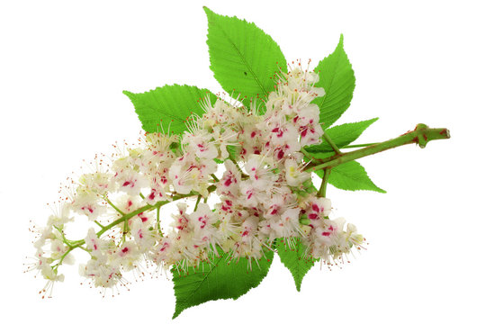 Chestnut flower or Aesculus hippocastanum, Conker tree with leaves isolated on white background
