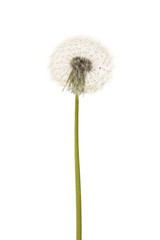 Old dandelion isolated on white background closeup