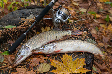 Freshwater pike fish lies on a wooden hemp and fishing rod with reel..