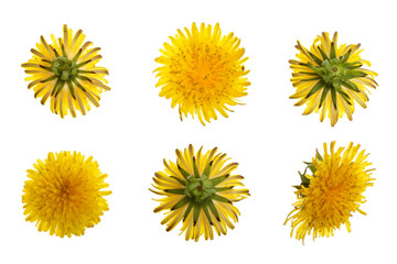 Dandelion flower or Taraxacum Officinale isolated on white background. Top view. Flat lay pattern