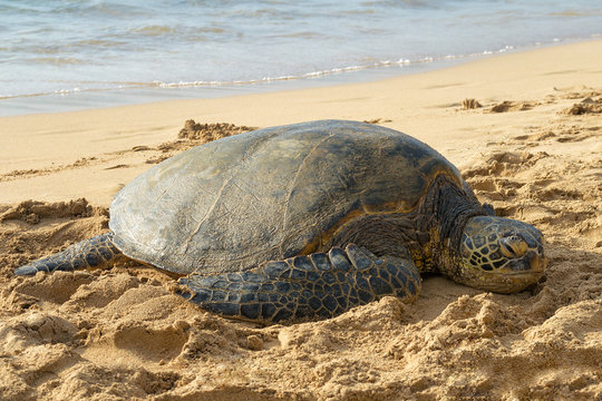 Hawaii, USA: Sea turtle sleeping at the beach