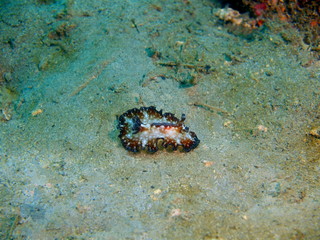True sea slug