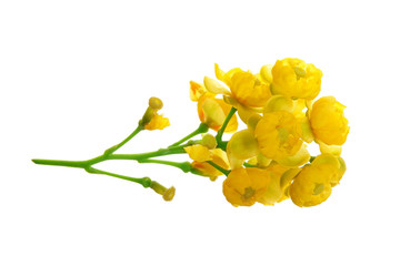 Flowers of barberries isolated on white background
