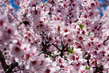 Almond blossom tree: Closeup with many flowering blossoms in the middle and surrounding unsharp bokeh