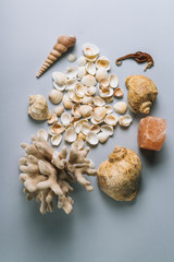 seashells, sea horse, coral on a gray background, flatplay. texture of seashells. place for text. vertical image