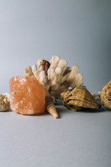 seashells, sea horse, coral on a gray background, flatplay. texture of seashells. place for text. vertical image