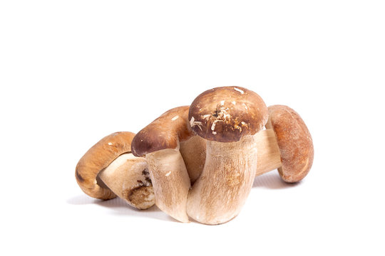 Several porcini mushrooms known as boletus edulis isolated on white background.