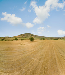 Fototapeta na wymiar Single tree in a yellow wheat field with straw bales