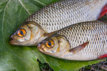 Close up view of two freshwater common rudd fish on big green leaf..