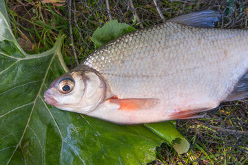 View of freshwater silver bream or white brem fish on black fishing net and fishing rod with reel. .