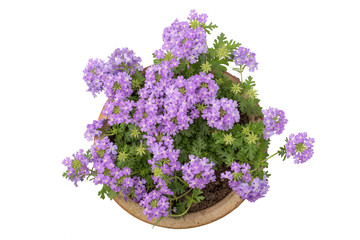 Verbena
