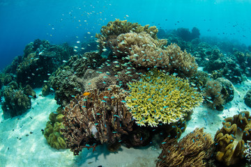 Fototapeta na wymiar Beautiful Corals and Reef Fish in Alor, Indonesia
